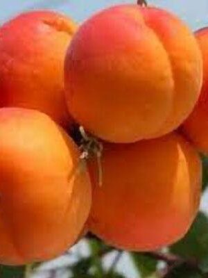 Albicocca-Perla su naturando il vivaio per il tuo giardino con una vasta gamma di prodotti per la cura delle piante