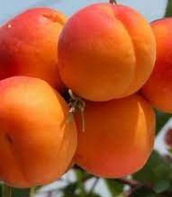 Albicocca-Perla su naturando il vivaio per il tuo giardino con una vasta gamma di prodotti per la cura delle piante