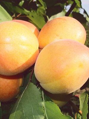 Albicocca-Portici su naturando il vivaio per il tuo giardino con una vasta gamma di prodotti per la cura delle piante