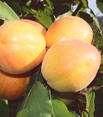 Albicocca-Portici su naturando il vivaio per il tuo giardino con una vasta gamma di prodotti per la cura delle piante