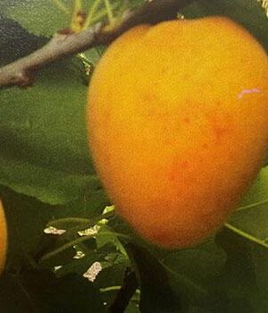 Albicocca-Santa-Maria-in-Gradi su naturando il vivaio per il tuo giardino con una vasta gamma di prodotti per la cura delle piante