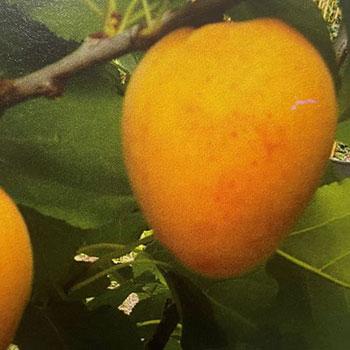 Albicocca-Santa-Maria-in-Gradi su naturando il vivaio per il tuo giardino con una vasta gamma di prodotti per la cura delle piante