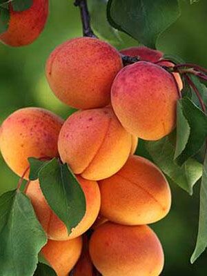 Albicocca-Sungiant-o-Goldrich su naturando il vivaio per il tuo giardino con una vasta gamma di prodotti per la cura delle piante