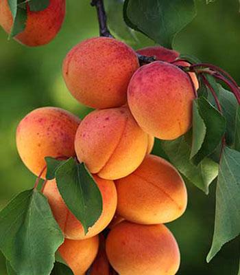 Albicocca-Sungiant-o-Goldrich su naturando il vivaio per il tuo giardino con una vasta gamma di prodotti per la cura delle piante