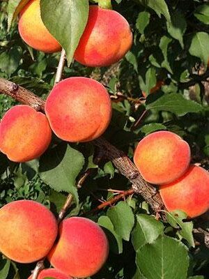 Albicocca-Tardiva-di-Picciola su naturando il vivaio per il tuo giardino con una vasta gamma di prodotti per la cura delle piante