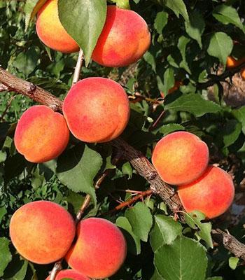 Albicocca-Tardiva-di-Picciola su naturando il vivaio per il tuo giardino con una vasta gamma di prodotti per la cura delle piante