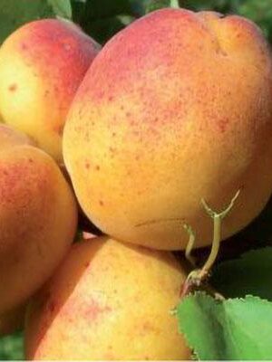 Albicocca-Valleggia su naturando il vivaio per il tuo giardino con una vasta gamma di prodotti per la cura delle piante