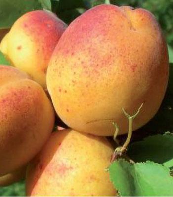 Albicocca-Valleggia su naturando il vivaio per il tuo giardino con una vasta gamma di prodotti per la cura delle piante