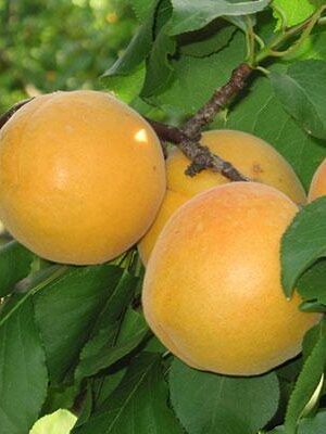 Albicocca-Vitillo su naturando il vivaio per il tuo giardino con una vasta gamma di prodotti per la cura delle piante