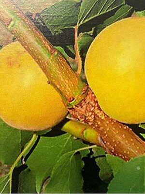 Albicocco-Formiana-Vaso-20cm su naturando il vivaio per il tuo giardino con una vasta gamma di prodotti per la cura delle piante