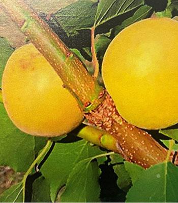 Albicocco-Formiana-Vaso-20cm su naturando il vivaio per il tuo giardino con una vasta gamma di prodotti per la cura delle piante