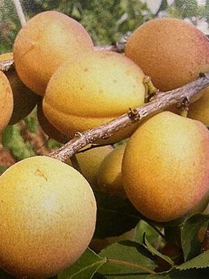 Albicocco-Velletri-Vaso-20cm su naturando il vivaio per il tuo giardino con una vasta gamma di prodotti per la cura delle piante