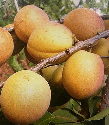 Albicocco-Velletri-Vaso-20cm su naturando il vivaio per il tuo giardino con una vasta gamma di prodotti per la cura delle piante