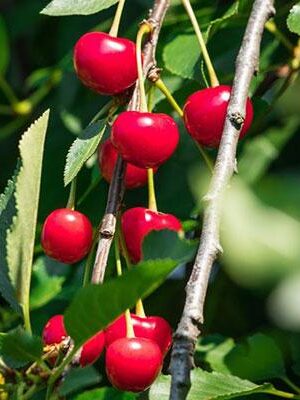 Ciliegi-Acidi, ciliegio passìflora su naturando il vivaio per il tuo giardino con una vasta gamma di prodotti per la cura delle piante