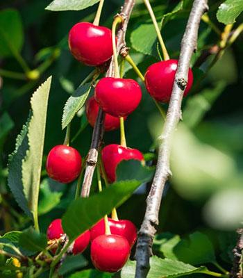 Ciliegi-Acidi, ciliegio passìflora su naturando il vivaio per il tuo giardino con una vasta gamma di prodotti per la cura delle piante