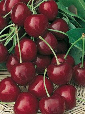 Ciliegia-Bigarreau-Burlat-C1 su naturando il vivaio per il tuo giardino con una vasta gamma di prodotti per la cura delle piante