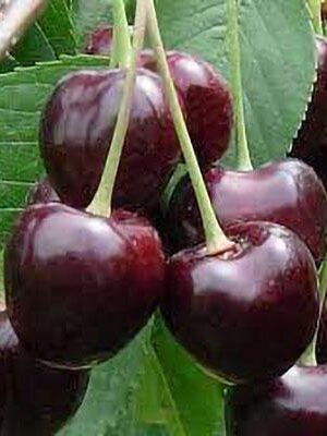 Ciliegia-Durone-Nero-II su naturando il vivaio per il tuo giardino con una vasta gamma di prodotti per la cura delle piante