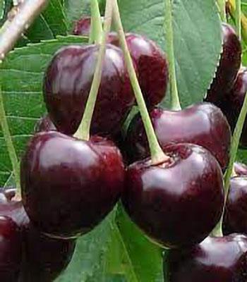 Ciliegia-Durone-Nero-II su naturando il vivaio per il tuo giardino con una vasta gamma di prodotti per la cura delle piante