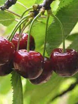 Ciliegia-Ferrovia su naturando il vivaio per il tuo giardino con una vasta gamma di prodotti per la cura delle piante