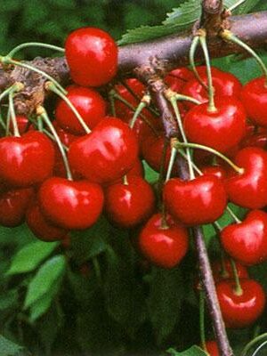 Ciliegia-Giorgia su naturando il vivaio per il tuo giardino con una vasta gamma di prodotti per la cura delle piante