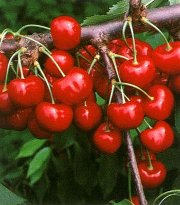 Ciliegia-Giorgia su naturando il vivaio per il tuo giardino con una vasta gamma di prodotti per la cura delle piante