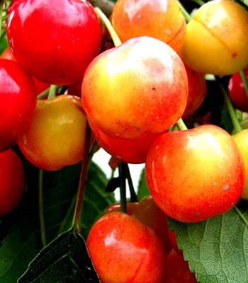 Ciliegia-Graffione su naturando il vivaio per il tuo giardino con una vasta gamma di prodotti per la cura delle piante