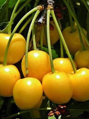 Ciliegia-Imperiale-di-Caserta su naturando il vivaio per il tuo giardino con una vasta gamma di prodotti per la cura delle piante