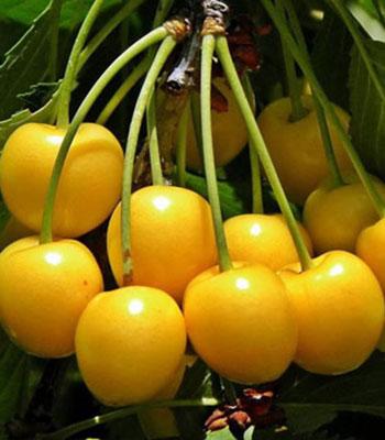 Ciliegia-Imperiale-di-Caserta su naturando il vivaio per il tuo giardino con una vasta gamma di prodotti per la cura delle piante