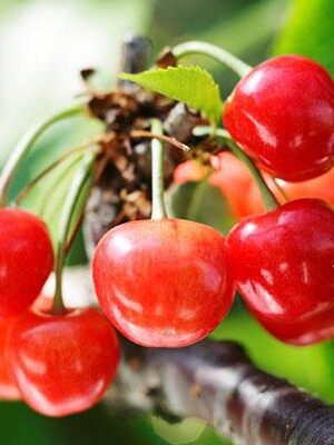Ciliegia-Napoleon su naturando il vivaio per il tuo giardino con una vasta gamma di prodotti per la cura delle piante