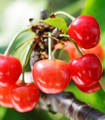 Ciliegia-Napoleon su naturando il vivaio per il tuo giardino con una vasta gamma di prodotti per la cura delle piante