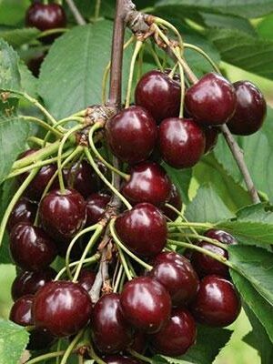 Ciliegia-Sunburst su naturando il vivaio per il tuo giardino con una vasta gamma di prodotti per la cura delle piante