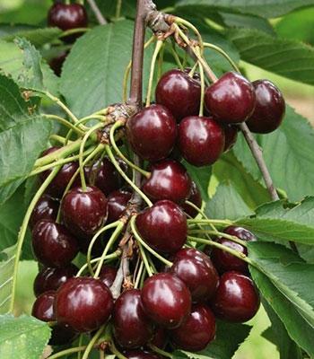 Ciliegia-Sunburst su naturando il vivaio per il tuo giardino con una vasta gamma di prodotti per la cura delle piante