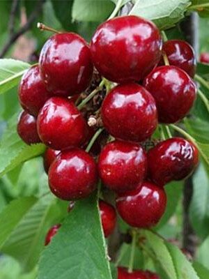 Ciliegia-Van su naturando il vivaio per il tuo giardino con una vasta gamma di prodotti per la cura delle piante