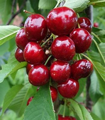 Ciliegia-Van su naturando il vivaio per il tuo giardino con una vasta gamma di prodotti per la cura delle piante