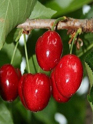 Ciliegia-ravenna tardiva su naturando il vivaio per il tuo giardino con una vasta gamma di prodotti per la cura delle piante