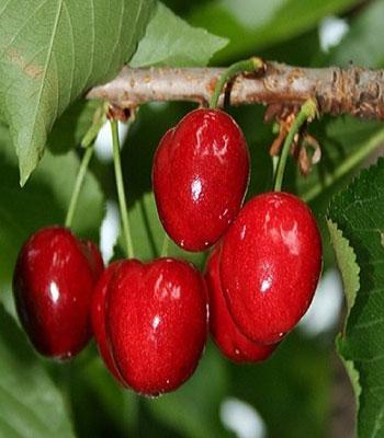 Ciliegia-ravenna tardiva su naturando il vivaio per il tuo giardino con una vasta gamma di prodotti per la cura delle piante