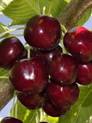 Ciliegio-Lapins su naturando il vivaio per il tuo giardino con una vasta gamma di prodotti per la cura delle piante