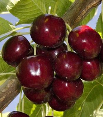 Ciliegio-Lapins su naturando il vivaio per il tuo giardino con una vasta gamma di prodotti per la cura delle piante