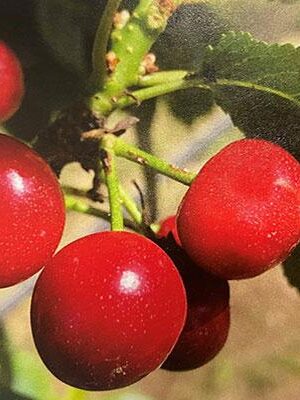 Ciliegio-Visciola-Nana-dei-Castelli-Vaso-20cm su naturando il vivaio per il tuo giardino con una vasta gamma di prodotti per la cura delle piante