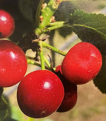 Ciliegio-Visciola-Nana-dei-Castelli-Vaso-20cm su naturando il vivaio per il tuo giardino con una vasta gamma di prodotti per la cura delle piante