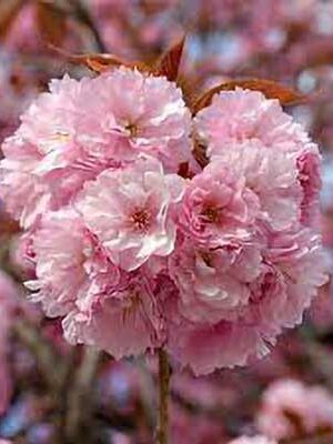 Ciliegio-da-Fiore-Kanzan su naturando il vivaio per il tuo giardino con una vasta gamma di prodotti per la cura delle piante