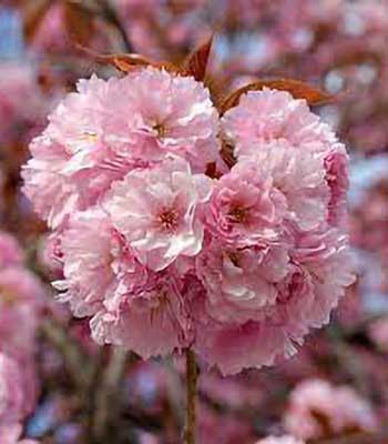 Ciliegio-da-Fiore-Kanzan su naturando il vivaio per il tuo giardino con una vasta gamma di prodotti per la cura delle piante