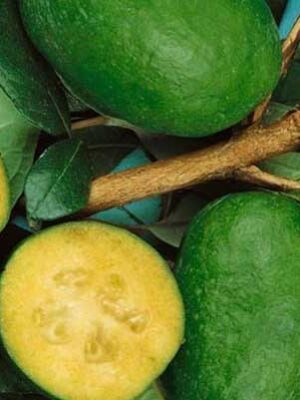 Feijoa-Mammouth su naturando il vivaio per il tuo giardino con una vasta gamma di prodotti per la cura delle piante