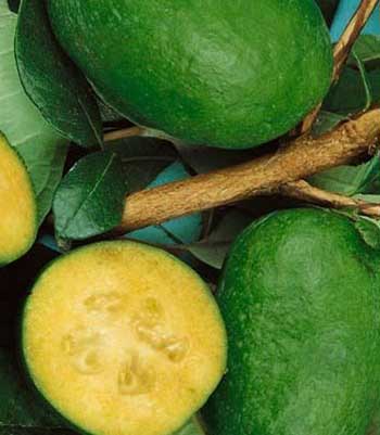 Feijoa-Mammouth su naturando il vivaio per il tuo giardino con una vasta gamma di prodotti per la cura delle piante