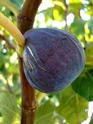 Fico-Brogiotto-Nero su naturando il vivaio per il tuo giardino con una vasta gamma di prodotti per la cura delle piante