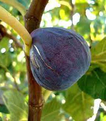 Fico-Brogiotto-Nero su naturando il vivaio per il tuo giardino con una vasta gamma di prodotti per la cura delle piante