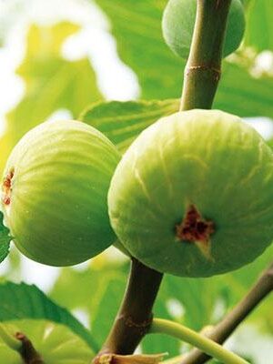 Fico-Brogiotto-bianco- su naturando il vivaio per il tuo giardino con una vasta gamma di prodotti per la cura delle piante