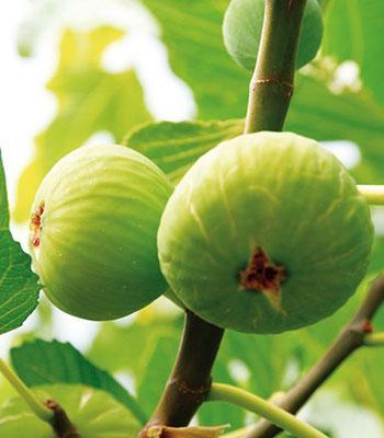 Fico-Brogiotto-bianco- su naturando il vivaio per il tuo giardino con una vasta gamma di prodotti per la cura delle piante