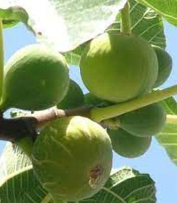 Fico-Columbro-Bianco su naturando il vivaio per il tuo giardino con una vasta gamma di prodotti per la cura delle piante