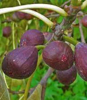 Fico-Columbro-Nero su naturando il vivaio per il tuo giardino con una vasta gamma di prodotti per la cura delle piante